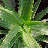 Aloe arborescens variegata (cultivar)